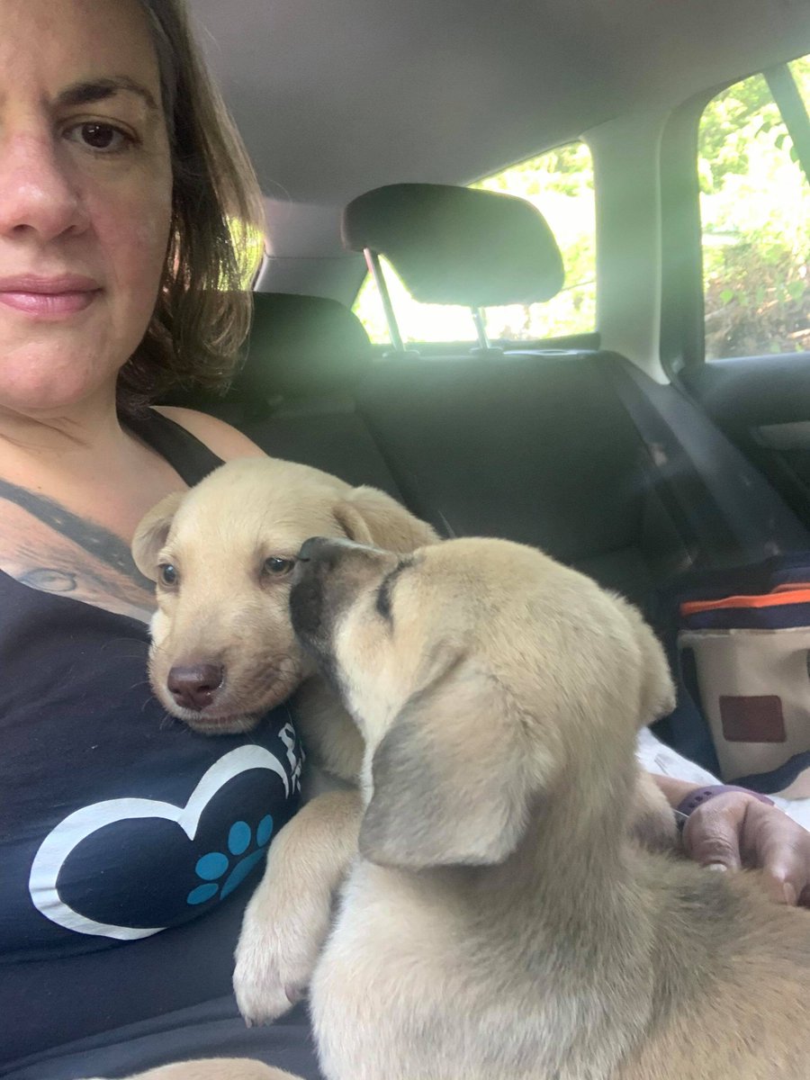 Pawprints2F's tweet photo. Sometimes you wonder if it was fate. Taking the wrong turn took our rescue team stumbled across these guys all by themselves, abandoned without a mum in sight.💔 So of course, you guessed it, we had to take them in as well... 🥰#rescudogs #doglovers #puppies #dogsoftwitter #dogs https://t.co/a6yummbceL