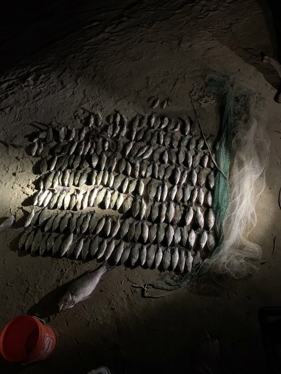 TexasGameWarden's tweet photo. Game Wardens responded to the Lake Livingston dam after receiving an OGT call about fishermen catching fish illegally. Further investigation resulted in the apprehension of 3 men who were fishing with an illegal cast net and who had a total of 193 white bass in their possession. https://t.co/tv7dhzDPbu