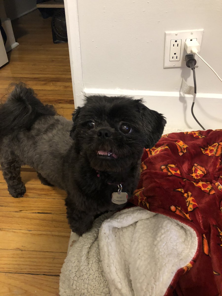 runningtarget85's tweet photo. #bossdog #ues #uesdogs she is the boss https://t.co/OctsxBHFgx
