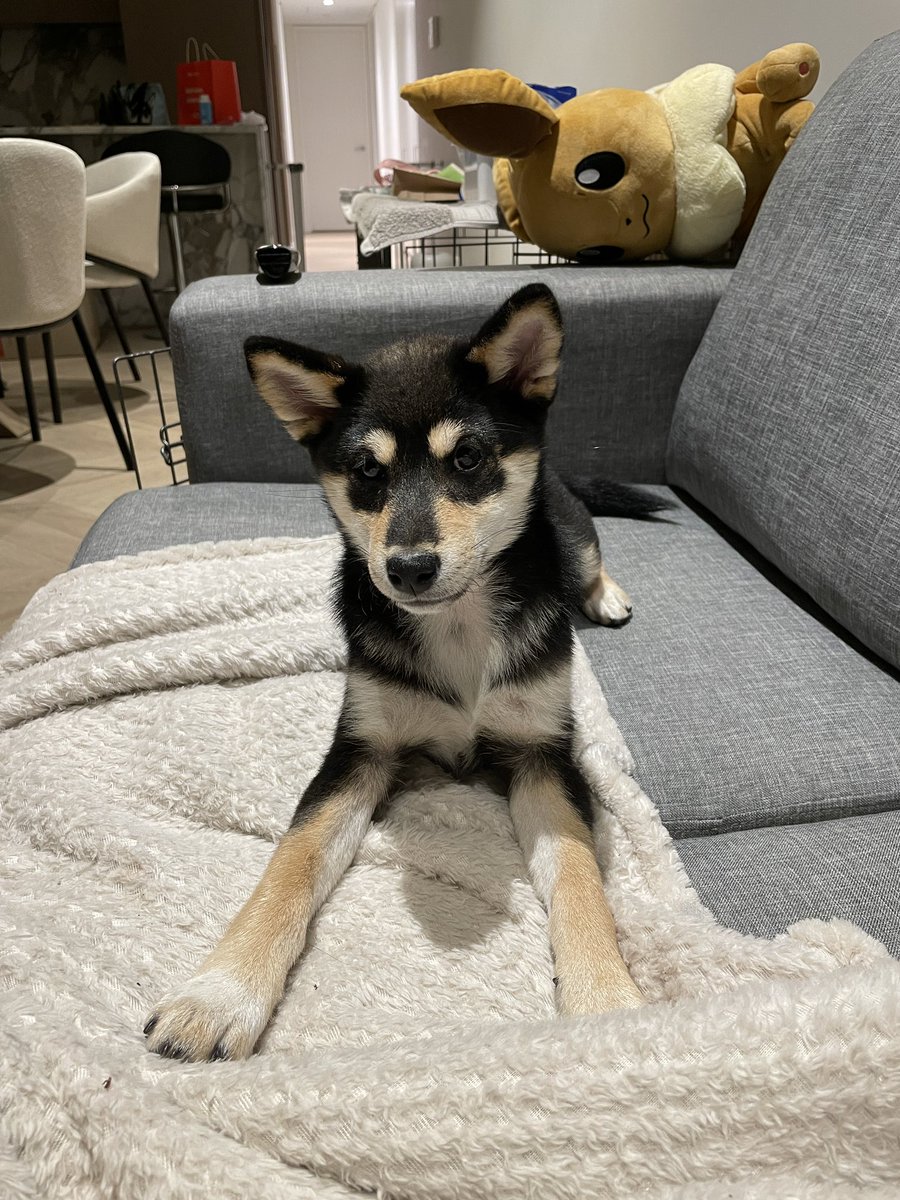 kimdaoblog's tweet photo. I don’t post much on Twitter but I take a lot of photos of Hina… so perhaps I shall start turning this into a doge photo spam account lol https://t.co/cb3SQSRdBW