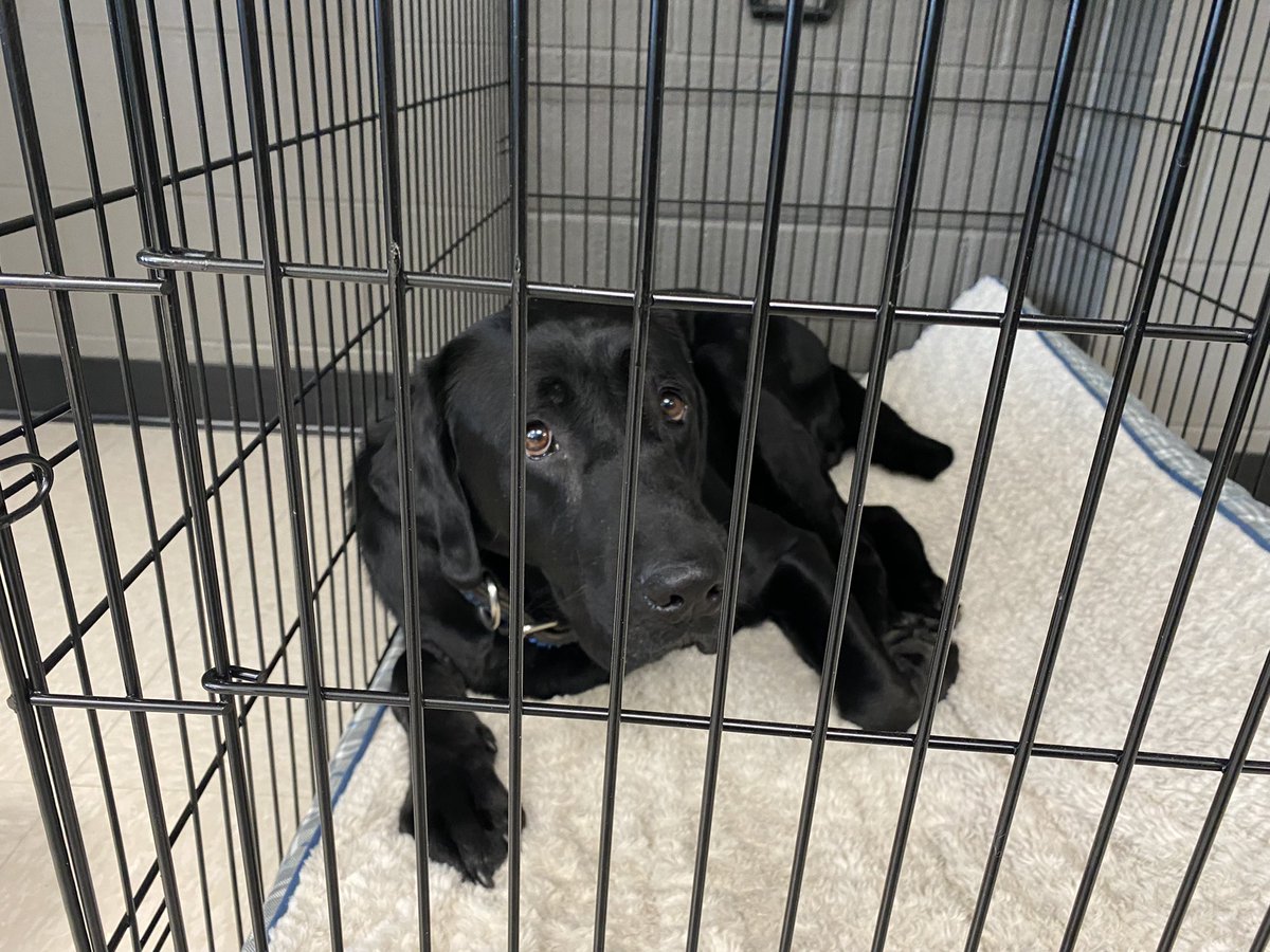 Haber <a href="/BrownDeerWIPD/">Brown Deer PD</a> has had a stressful week recovering from 2 emergency vet visits including surgery for severe digestive problems. Haber received excellent care at Lakeshore Veterinary Specialists in Port Washington and is back home and doing better.