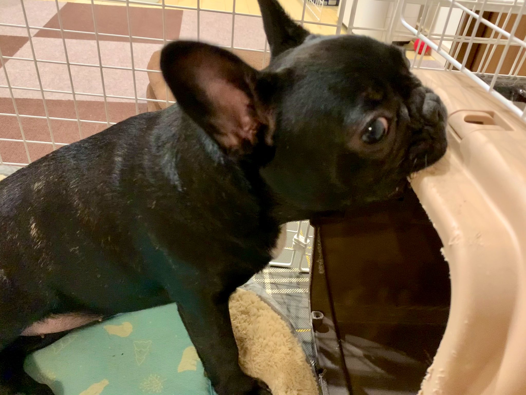 ナチョス もうそろそろやめてほしい フレンチブルドッグ フレブル クレートぼろぼろ T Co Pp0wdpiyt0 Twitter