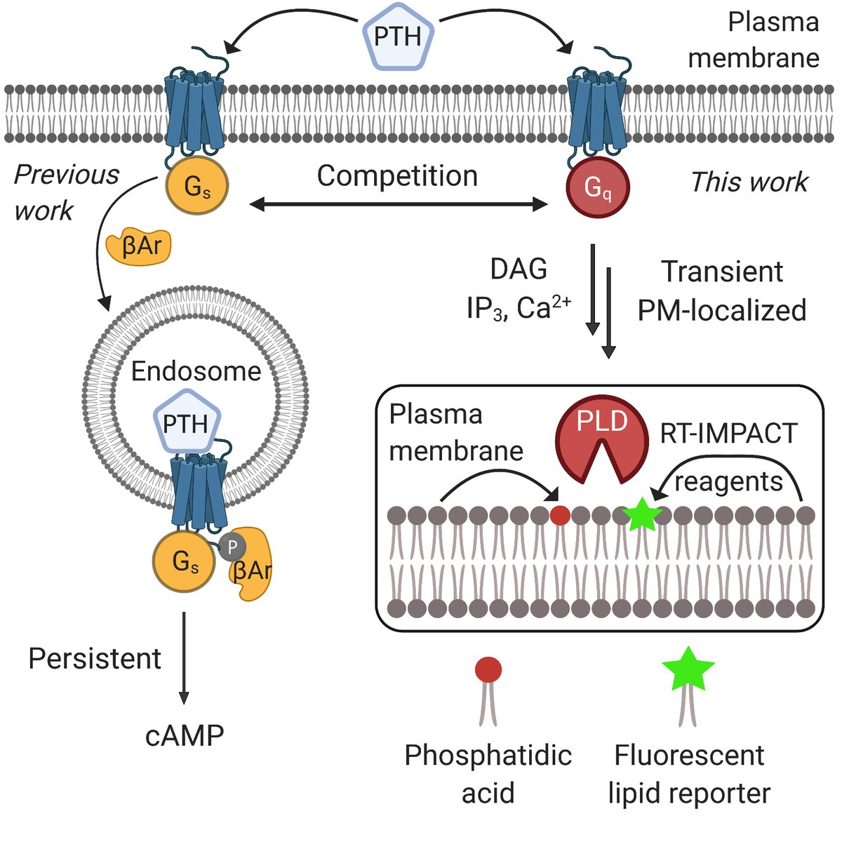 Jeremy Baskin (@basktastic) on Twitter photo Excited to share our latest story in <a href="/CellChemBiol/">CellChemicalBiology</a>: we harness our activity-based imaging of phospholipase D tools (IMPACT) to visualize GPCR-Gq signaling, revealing spatiotemporal regulation of parathyroid hormone receptor signaling! Free link & brief 🧵 authors.elsevier.com/a/1dHbY8jWWJlv… Excited to share our latest story in <a href="/CellChemBiol/">CellChemicalBiology</a>: we harness our activity-based imaging of phospholipase D tools (IMPACT) to visualize GPCR-Gq signaling, revealing spatiotemporal regulation of parathyroid hormone receptor signaling! Free link & brief 🧵 authors.elsevier.com/a/1dHbY8jWWJlv…