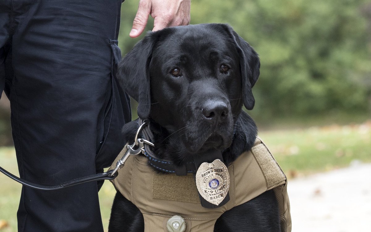 Haber <a href="/BrownDeerWIPD/">Brown Deer PD</a>  and <a href="/k9beny_bdpdwi/">K9 Beny</a> greatly appreciate the public’s continued support of the K9 program If you would like to support the training and care of both dogs you can make a donation by mail or in person to Brown Deer PD at 4800 W Green Brook Dr.Brown Deer,WI 53223