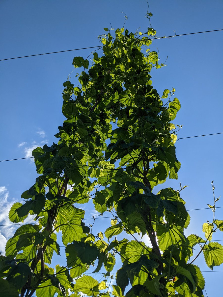 The longest day of the year, the summer solstice, is a key point in the hops season. We want our plants at the top of their string so they can begin to flower. These Mackinac are looking good!