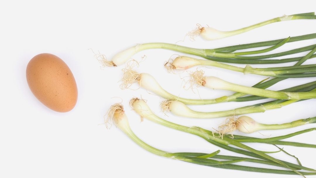 Dietista nutricionista Girona (Qisana i Olga Brunner) Averigüa cómo la nutrición puede mejorar la fertilidad. #Google local.google.com/place?id=53814…