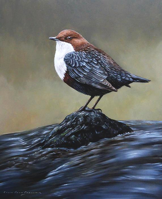 john_wildlife's tweet photo. Dippers - 12 by 10 inches - Oil on Panel. https://t.co/pZsT4coakG