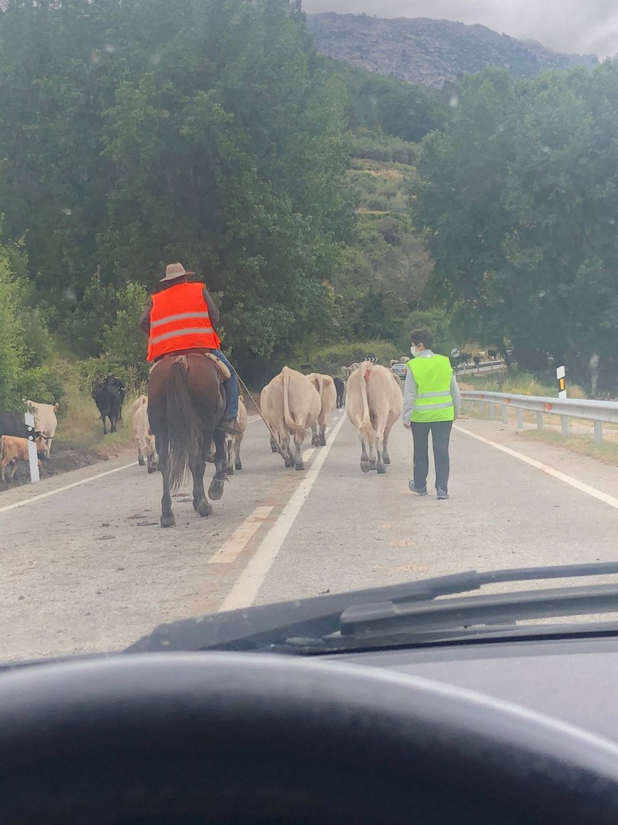 Los Centros Rurales Agrupados CRA, tenemos pasillos de asfalto y kilométricos en ocasiones también atravesados por cañadas reales #trashumancia #diversidad <a href="/educacyl/">Educación JCyL</a> <a href="/AvilaEducaJCYL/">AvilaEduca</a>