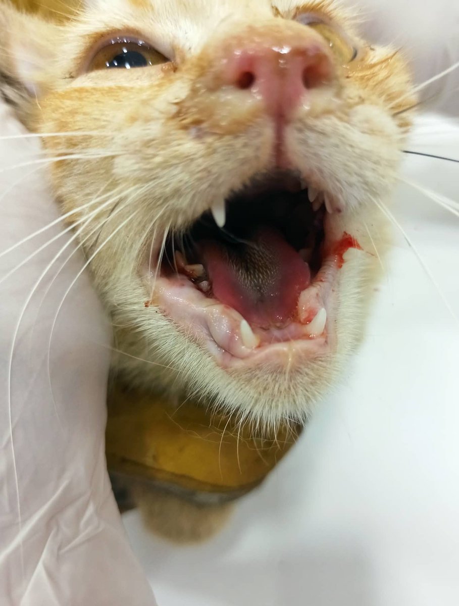 Acil pansiyon desteği!
Ölmek üzere iken kurtardığımız kedimiz  taburcu oluyor ama akciğerinin 1/4ü yok,boynunda sinir hasarı ile yamukluk devam ediyor ve üç ay ilaç ve hava tedavisi görmek zorunda. Hekim sokakta yaşayamayacağını söyledi, ben de yuva arayışına başladım+