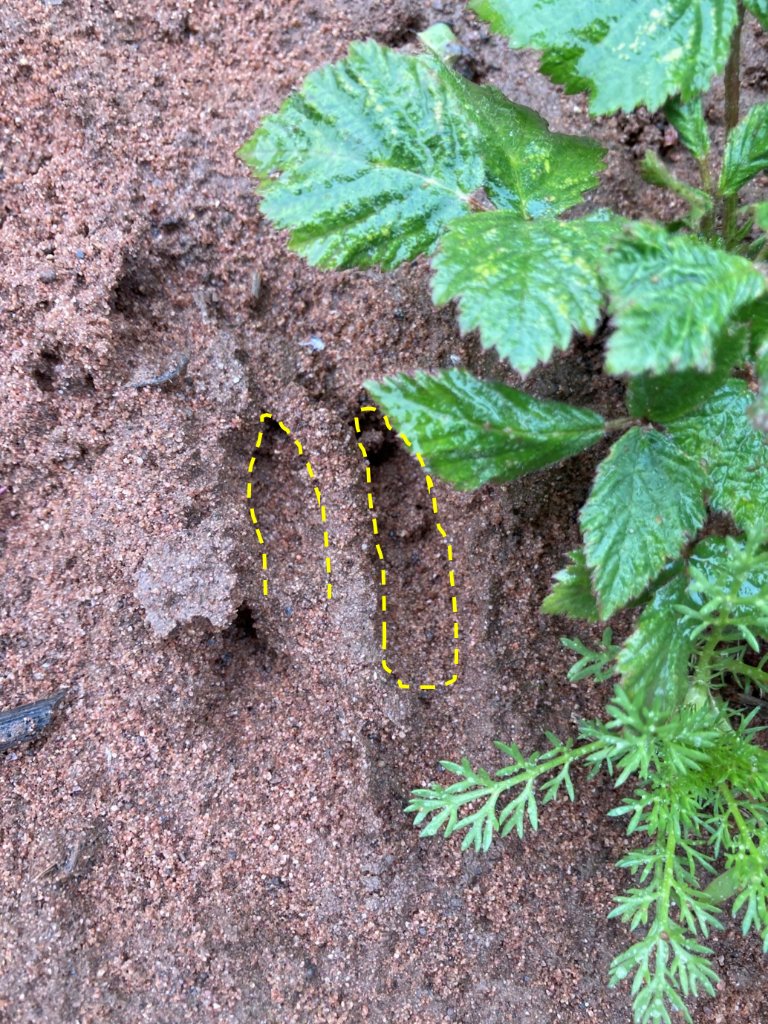 STWStaunton's tweet photo. Keep on eye out for deer footprints when out and about on site. You can easily tell it's a deer by the unique 2 pointed toes shape. https://t.co/Cxn7zvhmPV