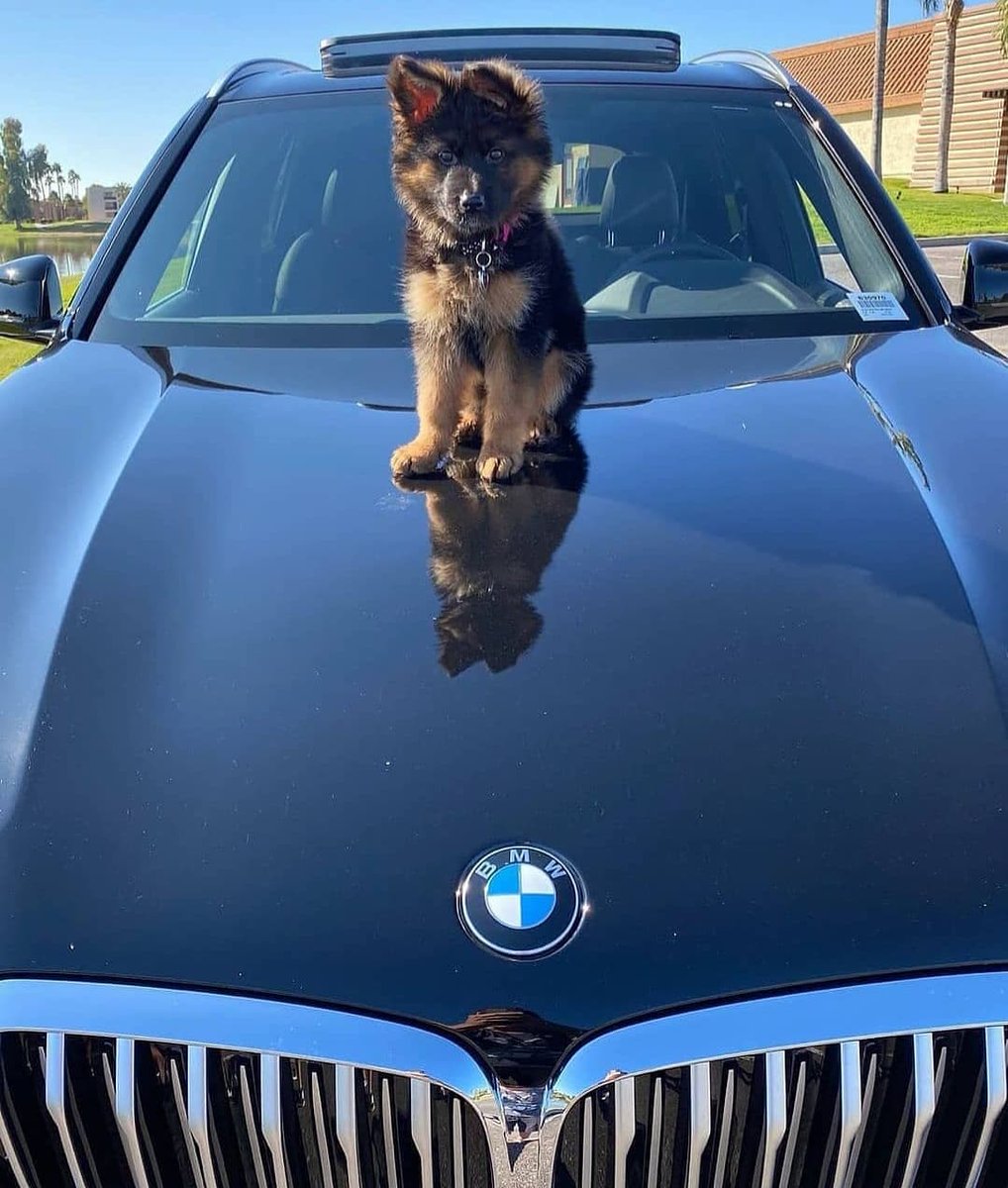 gsdduppy's tweet photo. Mom gift

Follow @gsdduppy for more❤️

#germanshepherd #dogsoftwitter #K9 #gsd #dogs #cutedog #dad
#myamazon #gsdduppy https://t.co/1pCpQQT5FI