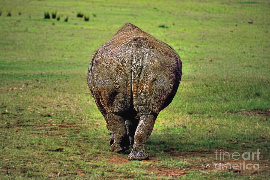KayeMenner's tweet photo. Leaving it #Behind #butt by Kaye Menner Quality #Prints #Cards #Products #Puzzles at:   https://t.co/g2HFTvHYcX https://t.co/JEu9qZSJWK