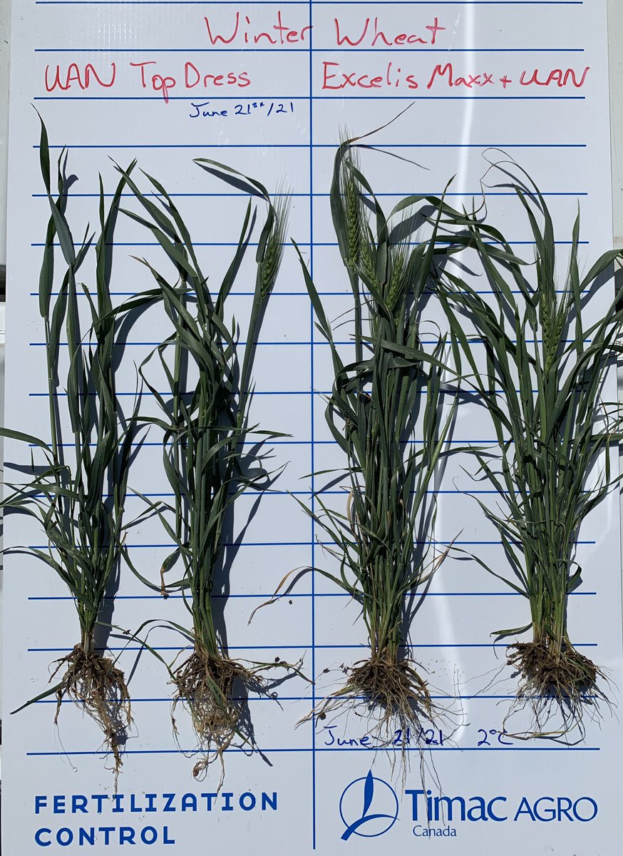 Rasmussen_Norm's tweet photo. Some pretty interesting differences with a winter wheat crop top dressed with Excelis Maxx treated UAN. Excited to see this trial to end
#ThinkDifferentFarmBetter #Nstabilizer https://t.co/PanN7gu6Au