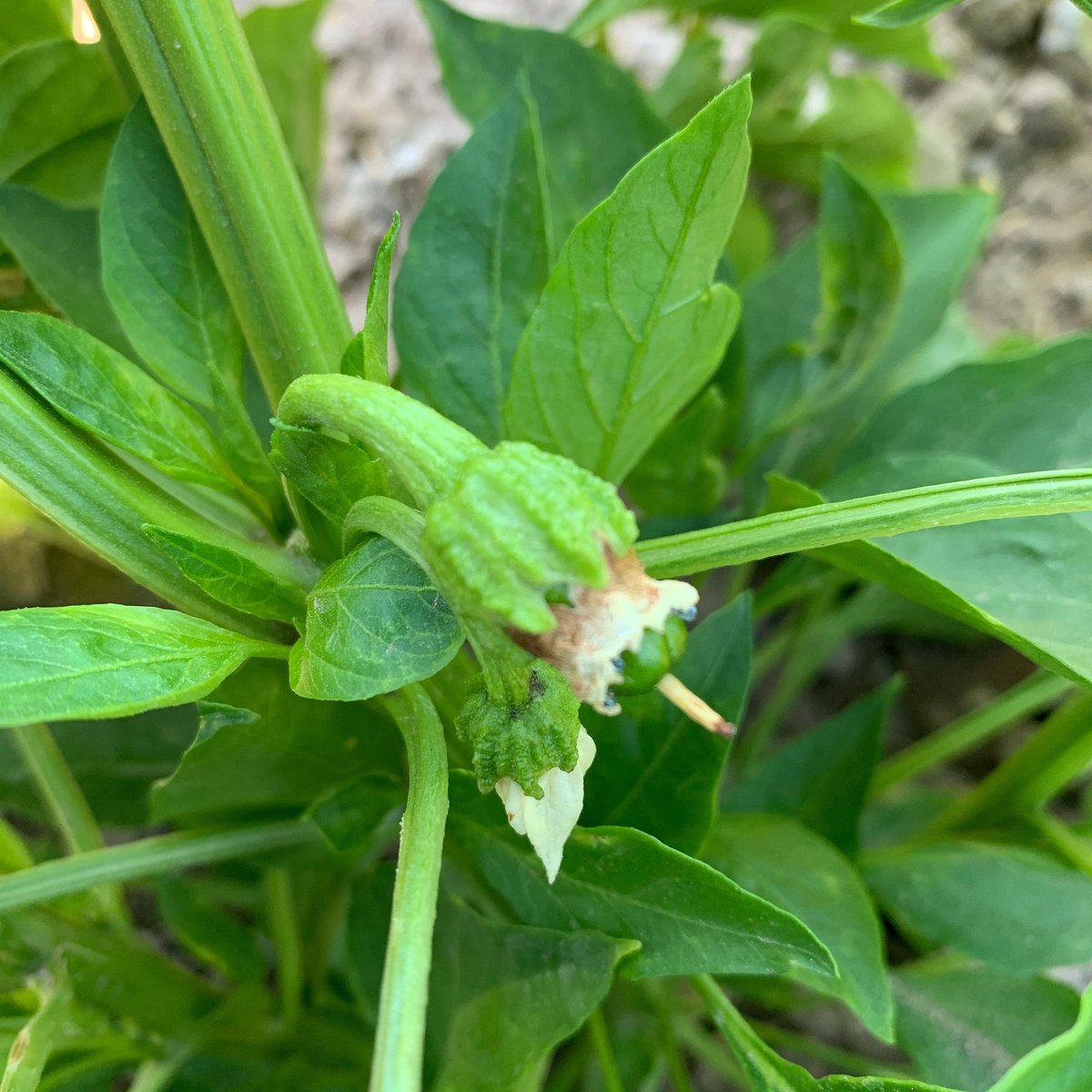 New Mexico chile peppers are starting to bloom! Who is ready for chile season?! #nmchile