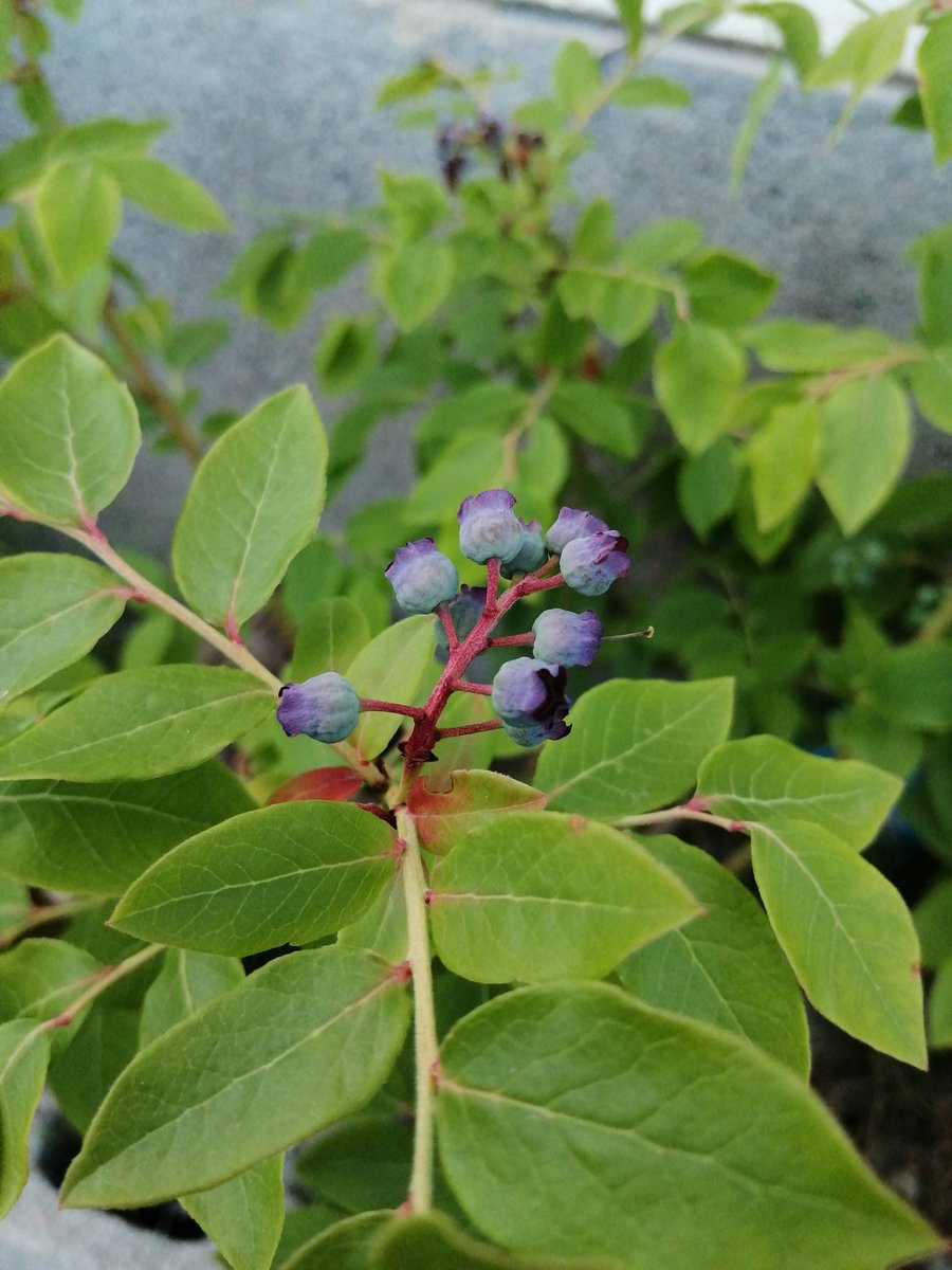 パトリオット Dvd ブルーレイ 最新情報まとめ みんなの評価 レビューが見れる ナウティスモーション