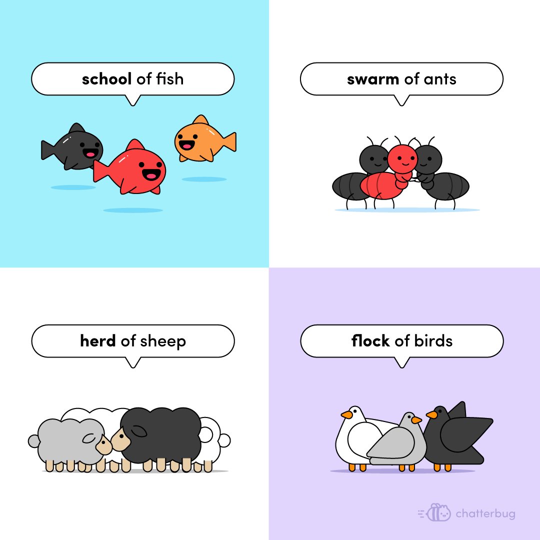 chatterbug_de's tweet image. Eine Herde Schafe oder ein Schwarm Vögel - wie im Deutschen gibt es im Englischen viele lustige Sammelbegriffe (oder &apos;collective nouns&apos;) für Tiere. Fallen euch noch andere ein? #Chatterbug #Sprachenlernen #Englischlernen #Lernen #Wortschatz #language #languagelearning #languages