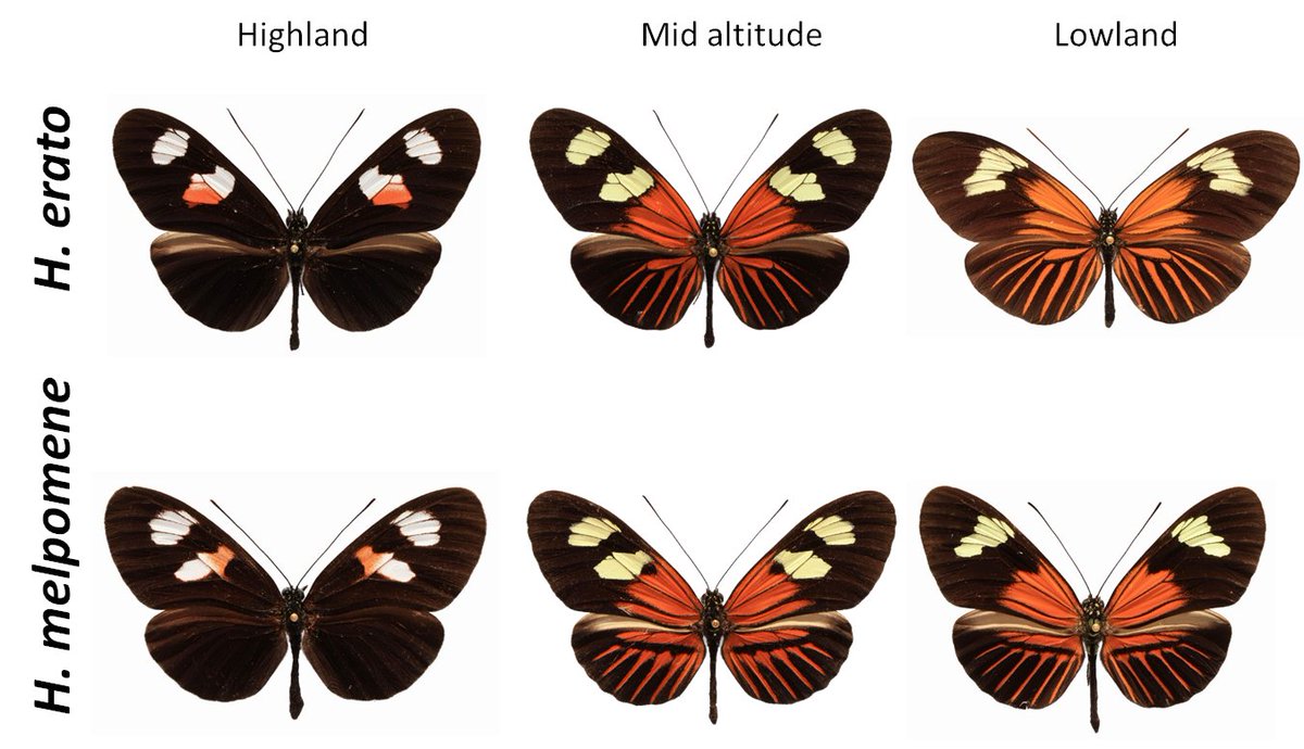 Joana Meier tweet media