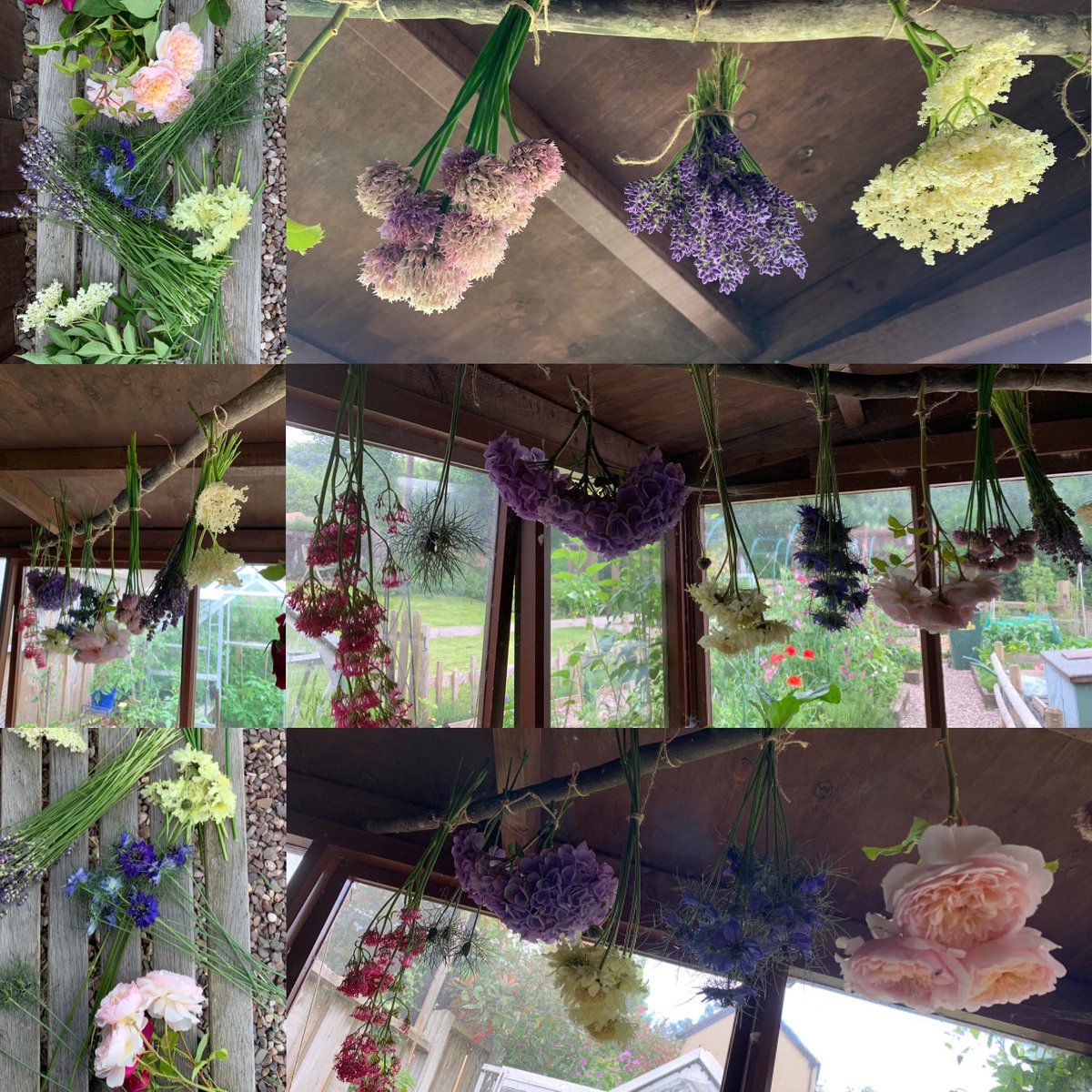 MrsCBennett's tweet photo. I have no idea what Iโm doing (no change there then!) โฆ but I thought Iโd have a go at drying some flowers from the garden. If there is no further mention of this โฆ you know it didnโt go well. #cultivatingcarrie #dryingflowers #havingago https://t.co/lGWyVDHl0Z