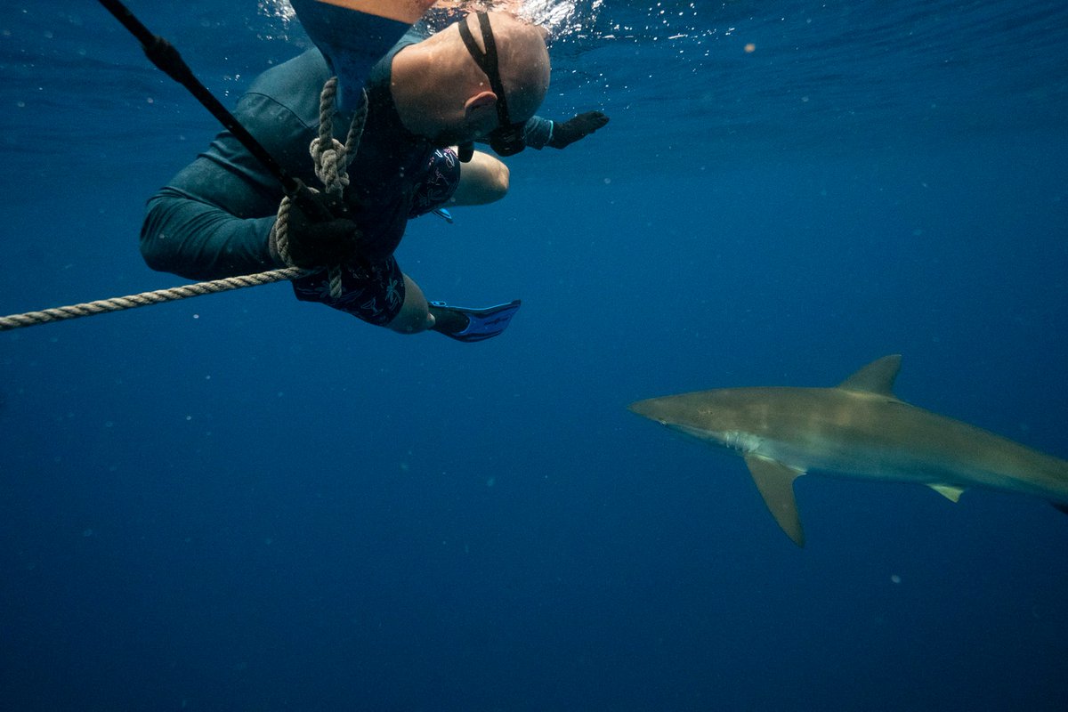 Social distancing at its finest. #SharkWeek #florida