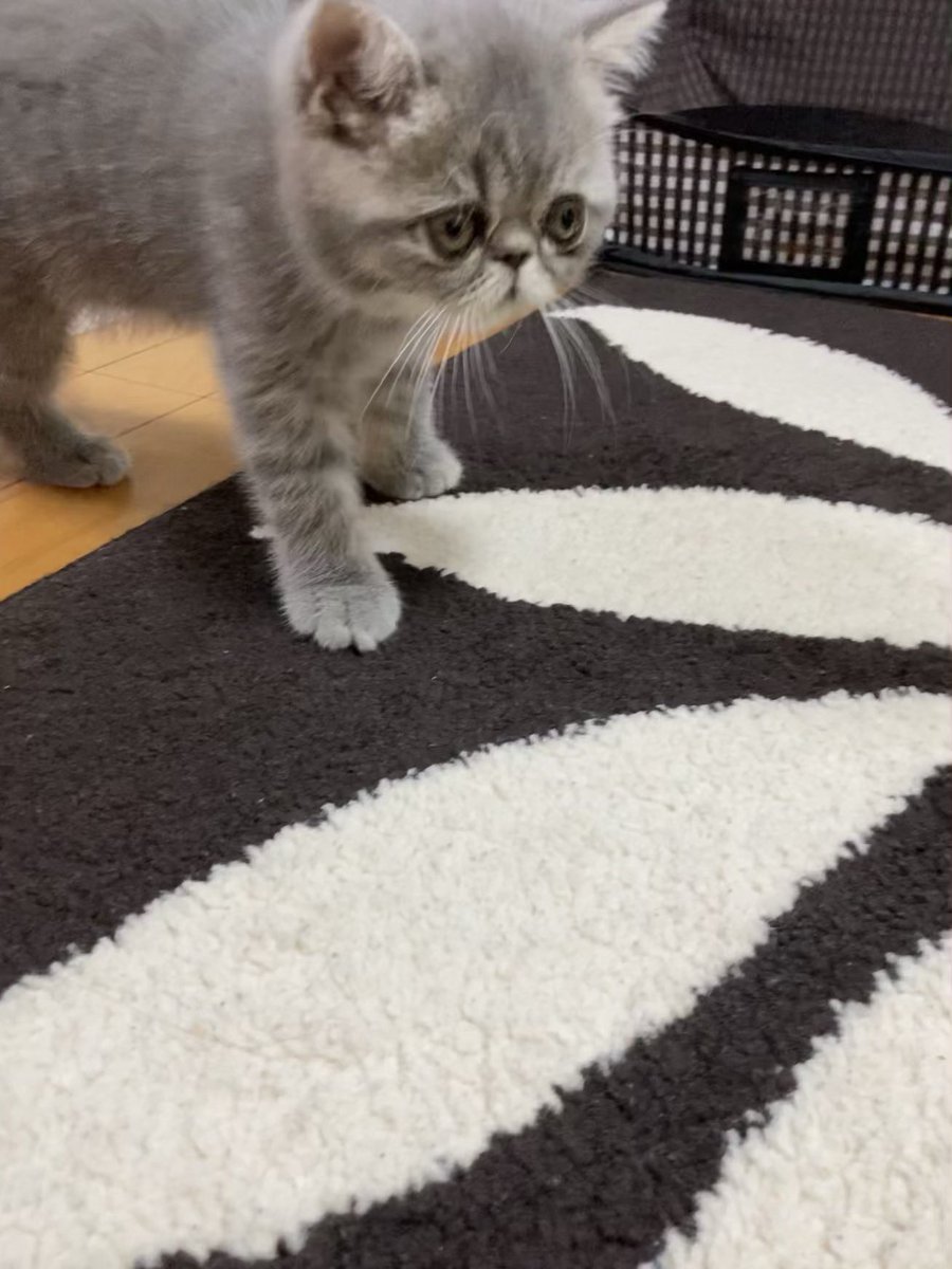 omame4_16's tweet photo. かわいいな〜
#エキゾチックショートヘア
#子猫 https://t.co/w1mJ67Kvfq