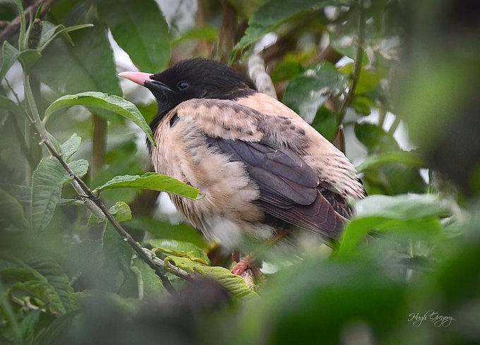 Rosy Starling nest