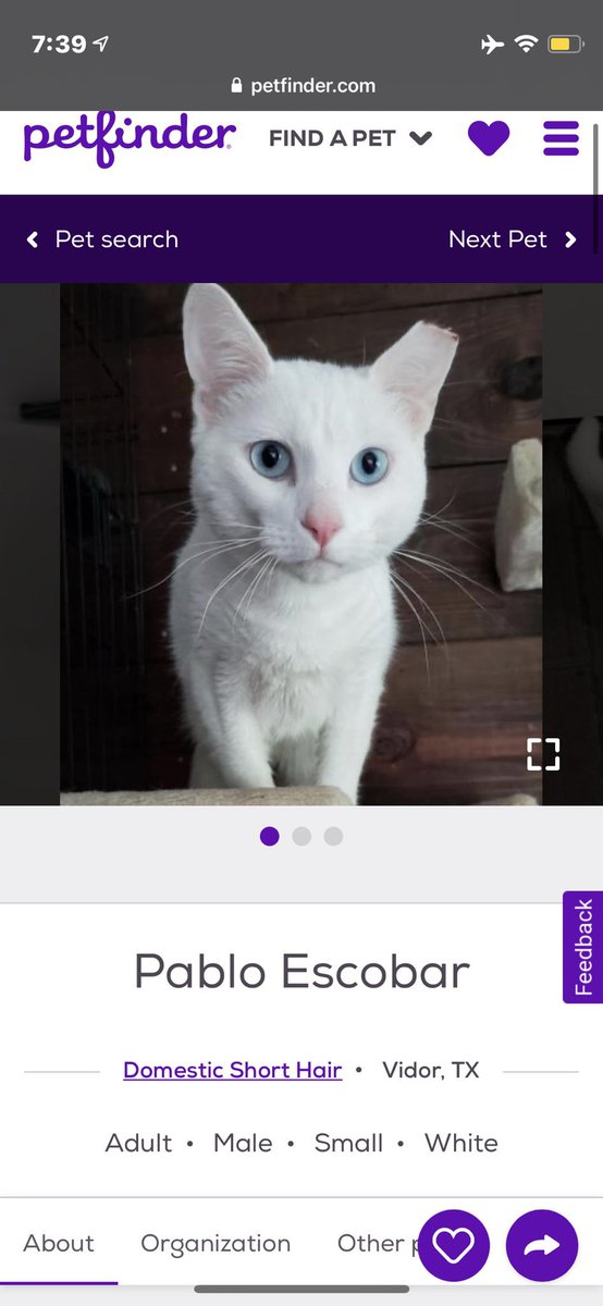petfinder names tweet media