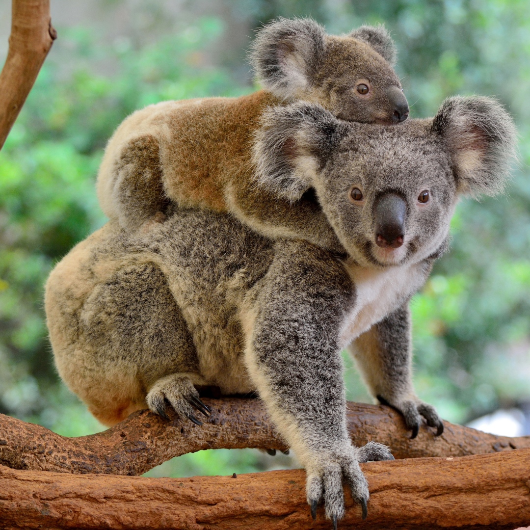KoalaHouston's tweet image. #DidYouKnow that you can &quot;adopt&quot; a sick or injured koala to help them through their rescue and healing process? Learn more at koalainsulation.com and see what else you can do to help!

#KoalaInsulation