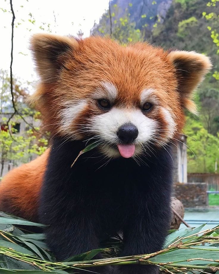 pandafloofs's tweet photo. 😛 https://t.co/7482bdsfEm