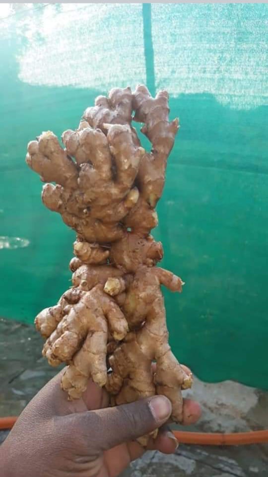 UtekarsE's tweet photo. Fresh Ginger Available (Directly from farm) https://t.co/WqQzrEcl9r