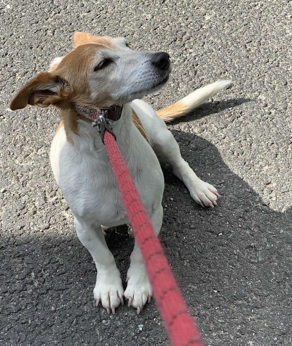 oldbutboldjrt's tweet photo. Absolutely not going into the Vet……#DogsofTwittter #jackrussell #jrterrier https://t.co/CEoiXphCu5