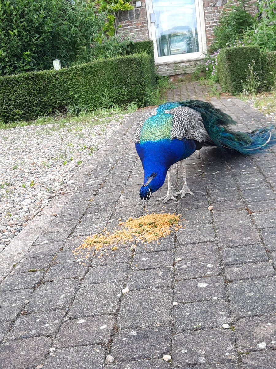 I think I made a new friend 🥰 🦚