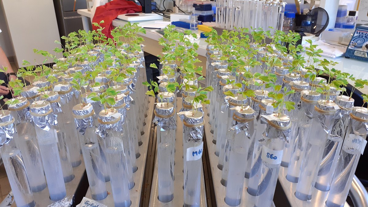[#scienceNow] Today harvest of nodules from the 60th nodulation cycle of the #Evolution experiment converting #Ralstonia solanacearum into #Mimosa symbionts @LIPME_Toulouse !