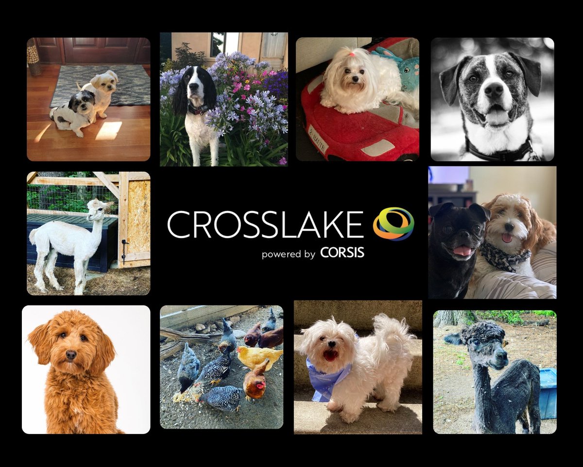 We are thankful that our Crosslake pets - especially the dogs, chickens, and alpacas - have kept our team company while working from home and at the office! #motivation #workfromhome #dogsatwork