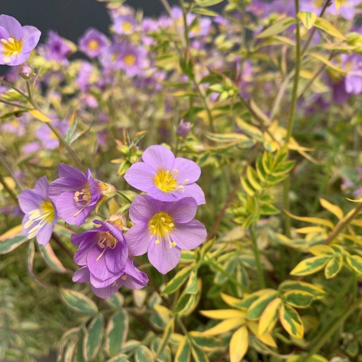 HTA News tweet media