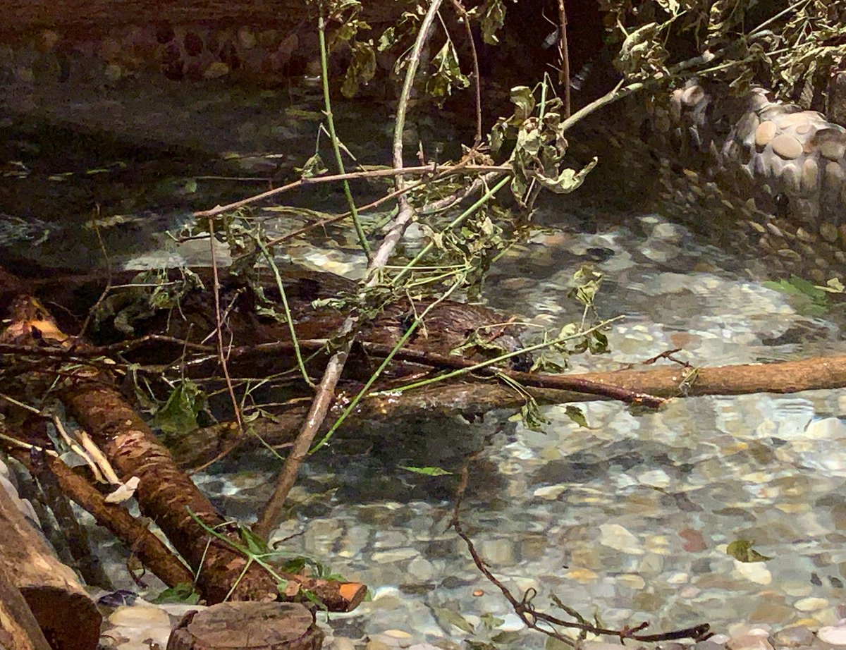 AQAquatarium's tweet photo. Justin is once again playing hide n' seek! Can you spot the beaver? 😂
#beaversofinstagram #beaverfever #discoverycentre #sciencecentre #Aquatarium #Aquatariumattallshipslanding https://t.co/5vDECHjYC8