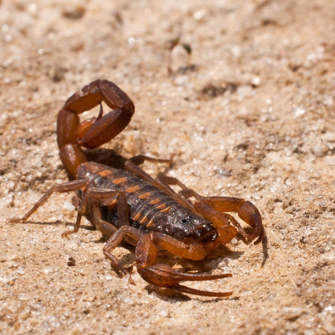 NationalTrustLC's tweet photo. Did you know that there are scorpions in the Saint Lucia?
They are nocturnal animals that feed on spiders and other insects. Females give birth to live young which mature slowly and reach maturity at 5 years.

#wildlife #stlucia #caribbean #nationaltrust https://t.co/6eXVwH6gzS