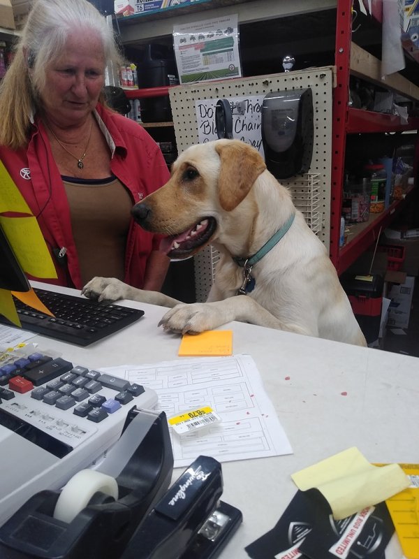 MyRunnings's tweet photo. Welcome to Runnings, HOWL can we help you?

#runningsfunny #h#humpdayhumor😂 #petfriendly #dog #dogs #Runnings https://t.co/qPx5Kg5QDa