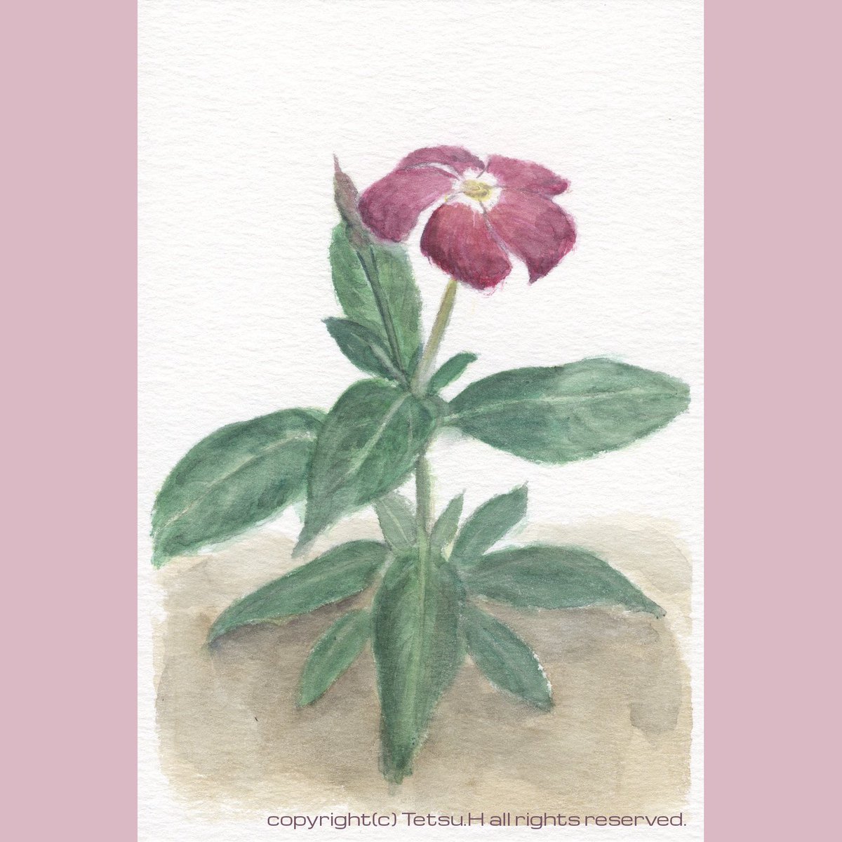 ニチニチソウ27」2021年作 #植物画 #透明水彩 #スケッチ #日日草