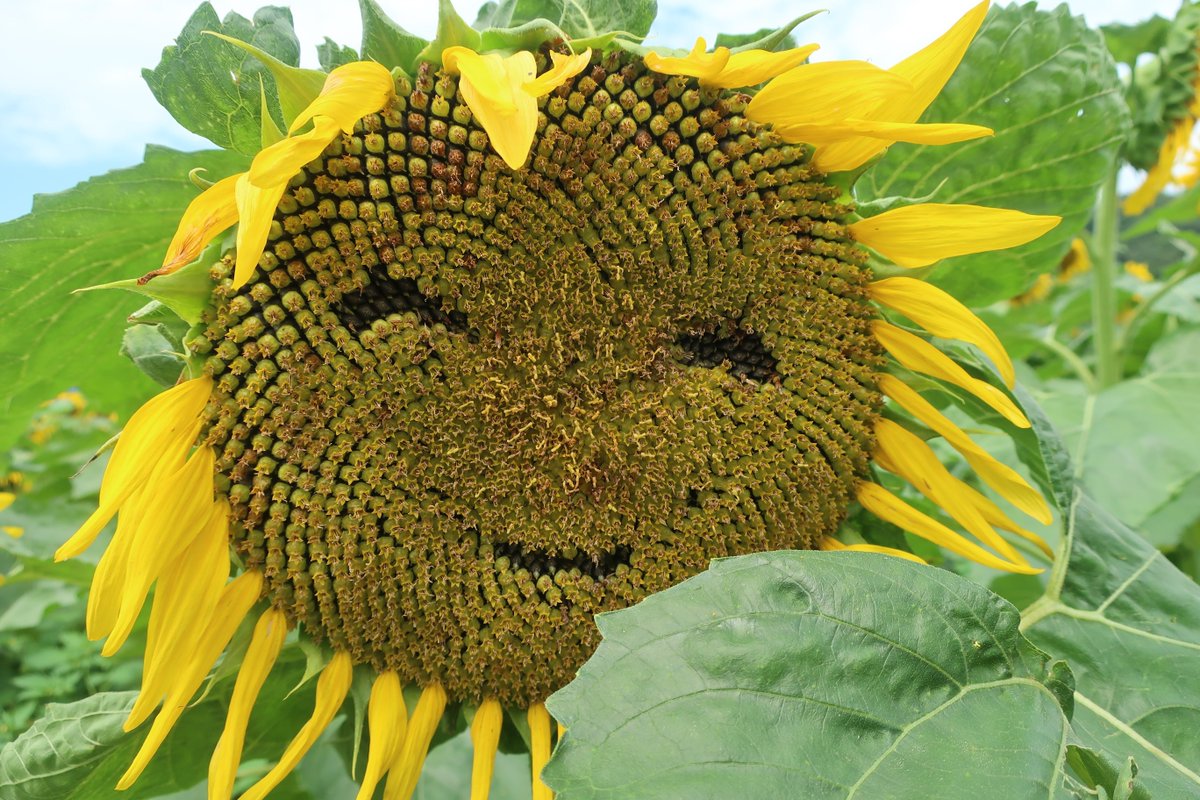 Avainsana 兵庫県佐用町南光ひまわり畑 Twitterissa