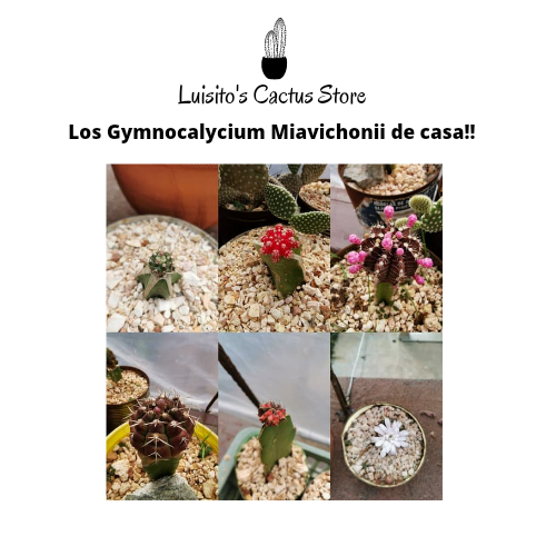 LuisitoStore's tweet photo. Nuestra pequeña colección de Gymnocalycium miavichonii!!!
Todos los colores y betas. ♻️💚🌵
#Luisitocactus
#yocomproenluisitocactus ♻️💚🌵 https://t.co/LMF98Cyo1B