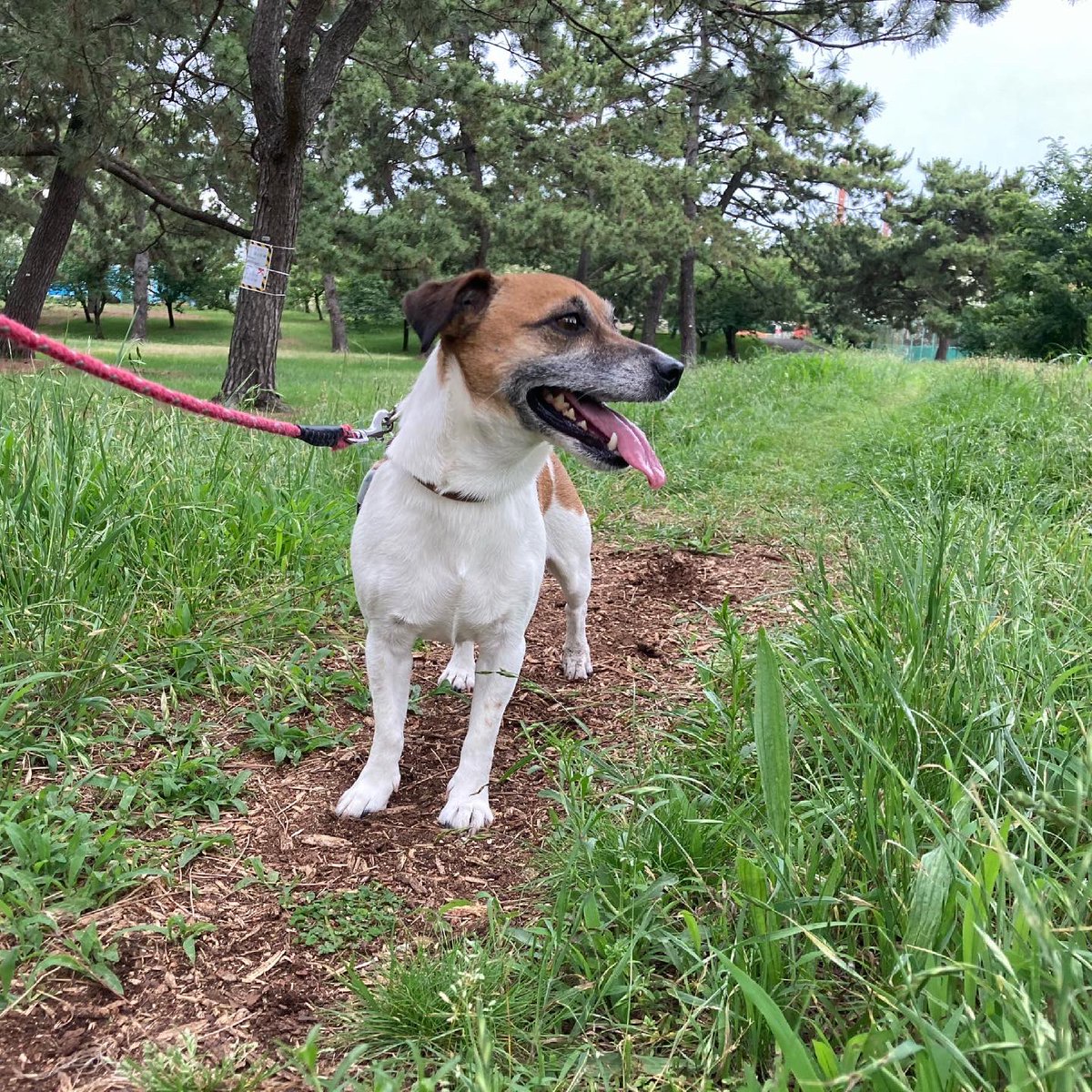 ジャックラッセル コマメ きみは僕の太陽 ファンキー加藤兄貴 太陽 ええ歌やなぁ