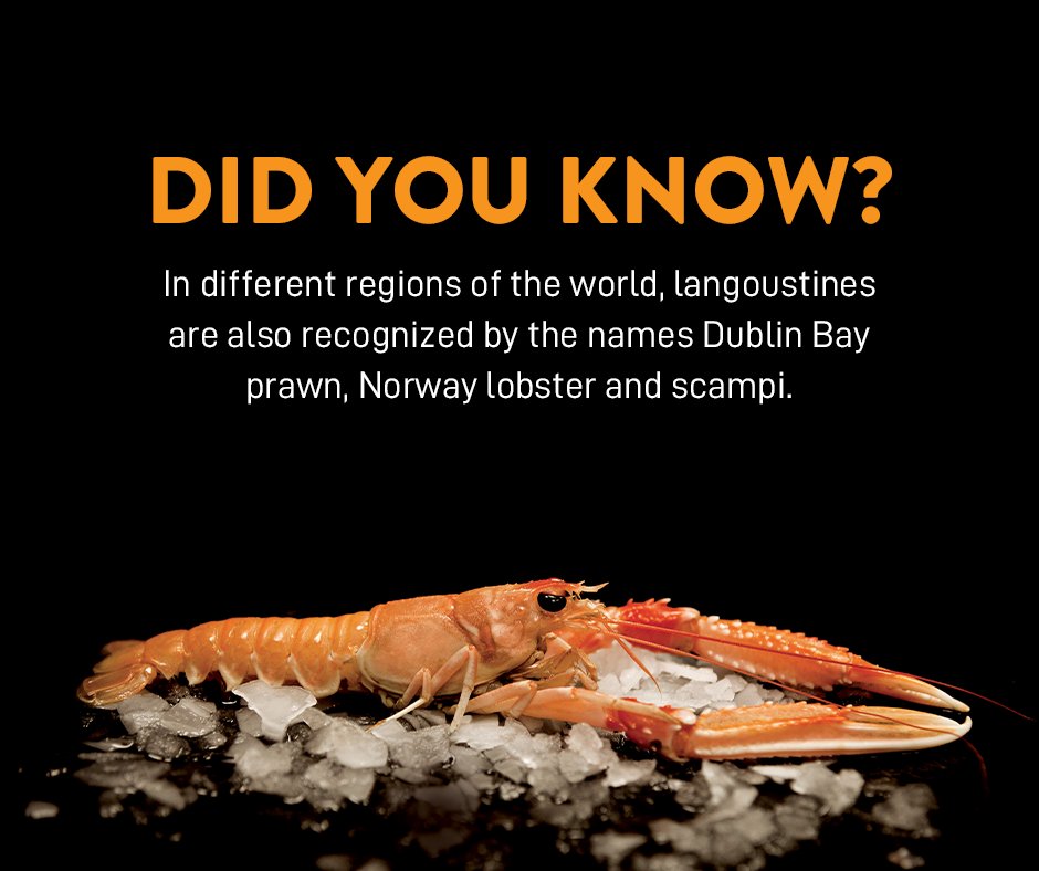 Langoustines are also closely related to the lobster and are prized for their vibrant orange-pink colouring.