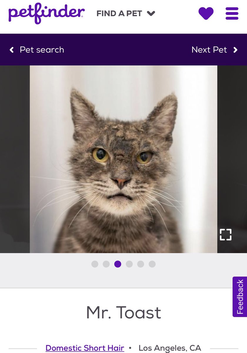 I would die for Mr. Toast