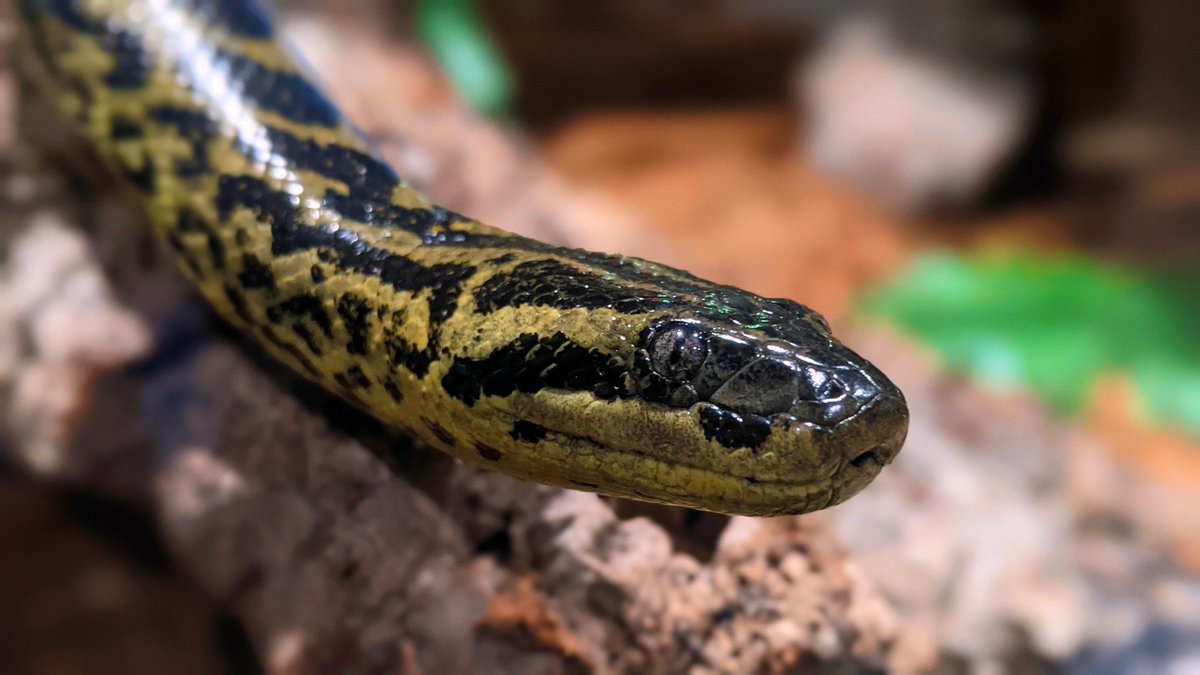 What would you do if you had an entire zoo to yourself for an hour? 🤔 Spend time watching the red-footed tortoises wander by? Watch the anacondas lazily floating through the water? No need to just wonder - find out! Book a VIP Tour at reptilia.org! 🐍