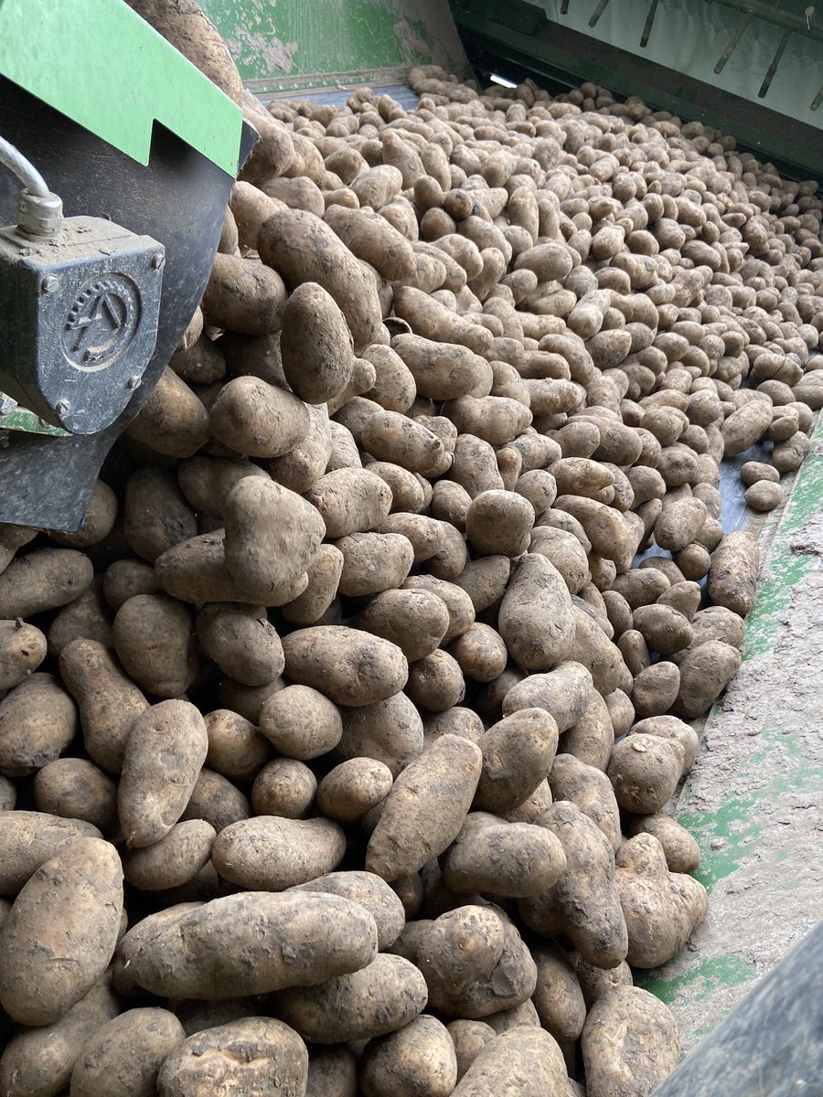 PetervanDamme1's tweet photo. Ras met veel potentie naar de toekomst! #kingrusset klaar om de frietpan in te gaan bij @mccainfoods 🍟 👌 https://t.co/iluNFv9rW1