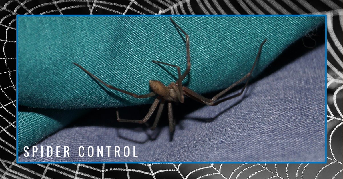 StatePestAROK's tweet photo. To reduce spider entry from outdoors, insecticides can be applied as a barrier spray around the perimeter of the building. Give State Pest Control a call.
Learn more: https://t.co/RXDK9I4kmW
#StatePestControl #SpiderControl #PestControl https://t.co/ONg7OPvoPN