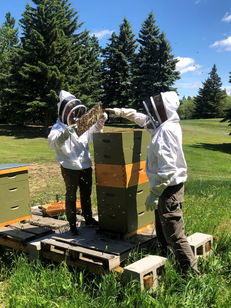 thederrickclub's tweet photo. D's bees &amp; beekeepers are hard at work! 🐝 #DsBees #BeeKeeping #YEGbees #YEG https://t.co/SOwQexuaps