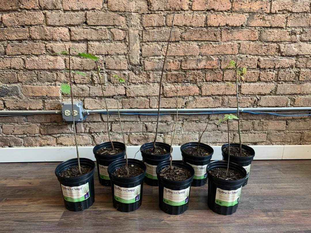 Our office has FREE Pin Oak Saplings for interested residents! Although these saplings are small, Pin Oaks can grow up to 80 feet tall. Come pick up a sapling while they are still available. Saplings are first-come, first-served, limit one per ward household. 🌳🍃