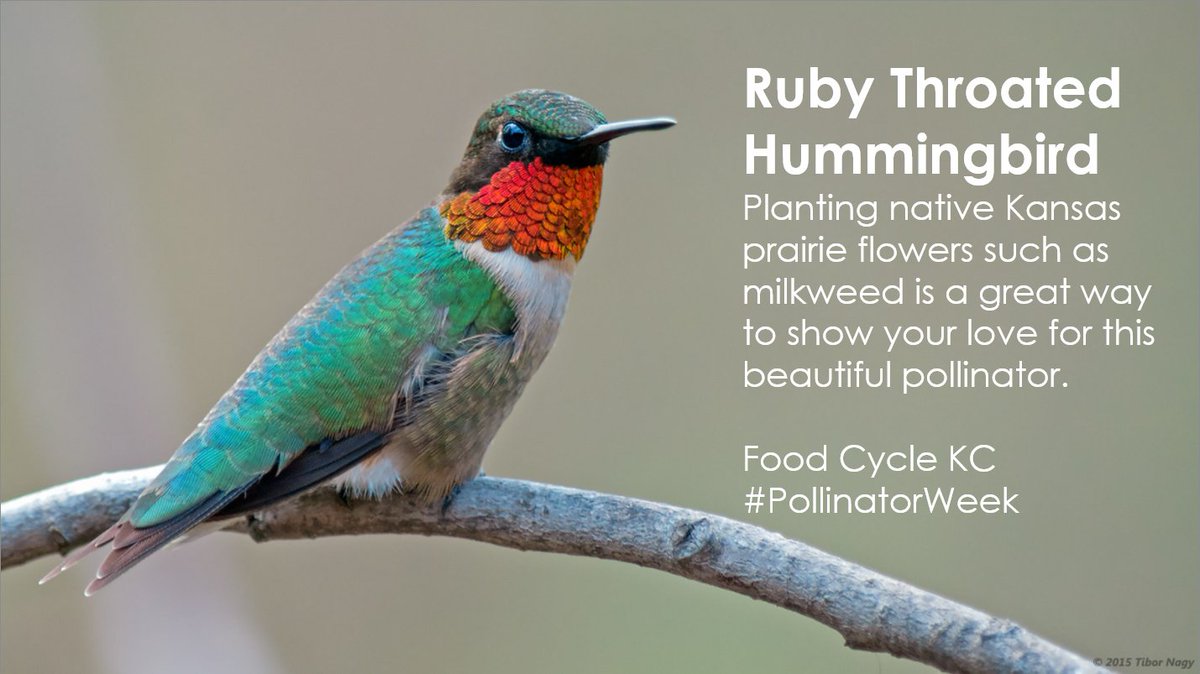 It's #PollinatorWeek, and Kansas has some AMAZING pollinators like the Ruby Throated Hummingbird. Show them some love with native flowers.