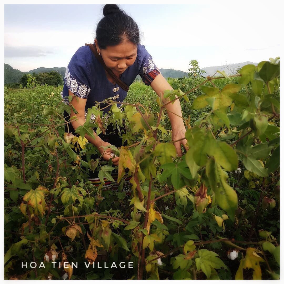 hoatienbrocade's tweet photo. In the fields, my mom is performing the backbreaking work of hand-picking thousands of fluffy, white balls in a green expanse also dotted with white flowers yet to mature.
#yarnlove #slowtextiles #cotton #naturalfibers #harvesting #naturalcotton #hoatienbrocade #mindfullyworking https://t.co/IvbKuYGRI0